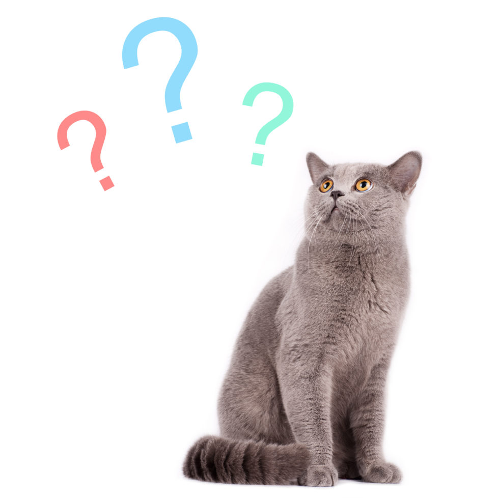 Can Vestibular Disease be Fatal for Cats? Find out the Truth!