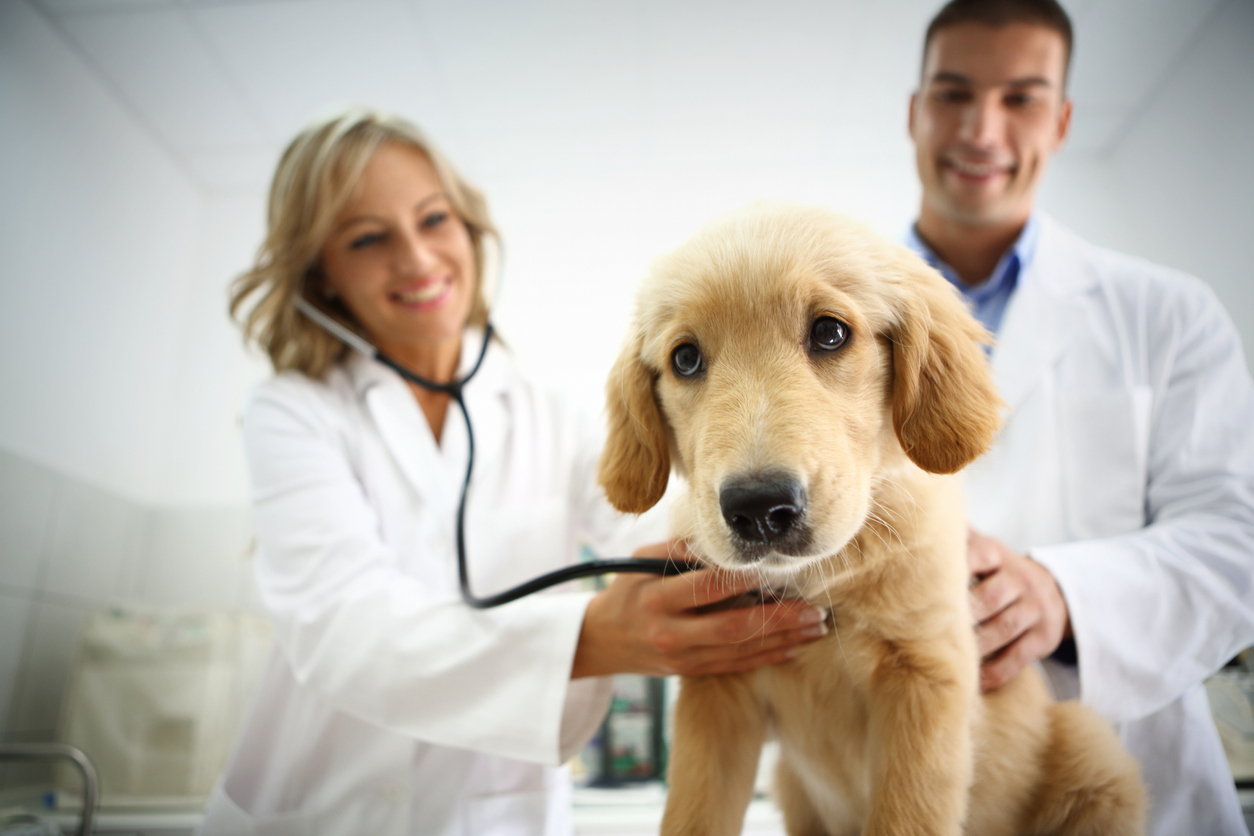 Veterinary Clinic In Valdosta GA
